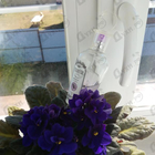 Духи Ароматы природы Черная смородина и мята от Brocard