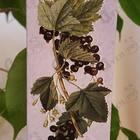 Отзыв Brocard Ароматы природы Черная смородина и мята