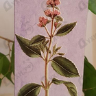 Парфюм Brocard Ароматы природы Черная смородина и мята