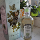 Парфюм Brocard Ароматы природы Листья томата и черной смородины