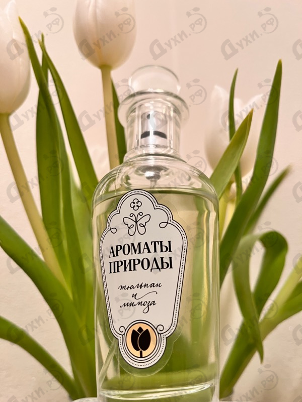 Парфюмерия Ароматы природы Тюльпан и Мимоза от Brocard