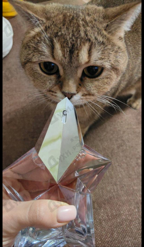 Купить Angel Eau de Toilette (2019) от Thierry Mugler