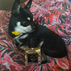 Парфюм Vertus Narcos'is