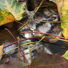 Отзыв Gritti Costiera