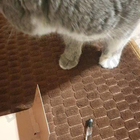 Духи Musc Encense от Aedes de Venustas