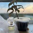 Парфюм Moschino Toy 2