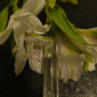 Духи Devil's Intrigue от Haute Fragrance Company