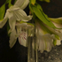 Отзыв Haute Fragrance Company Devil's Intrigue Парфюмерия Devil's Intrigue от Haute Fragrance Company