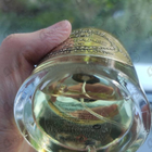 Отзыв Nishane Colognise