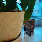 Отзывы Gucci Bloom Ambrosia Di Fiori