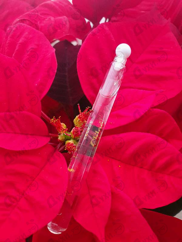 Купить Cedrus от Chloe