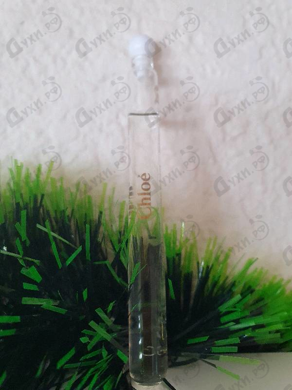 Купить Cedrus от Chloe