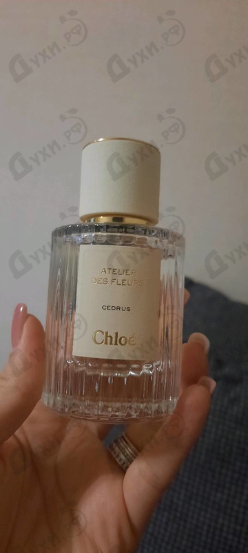 Купить Cedrus от Chloe