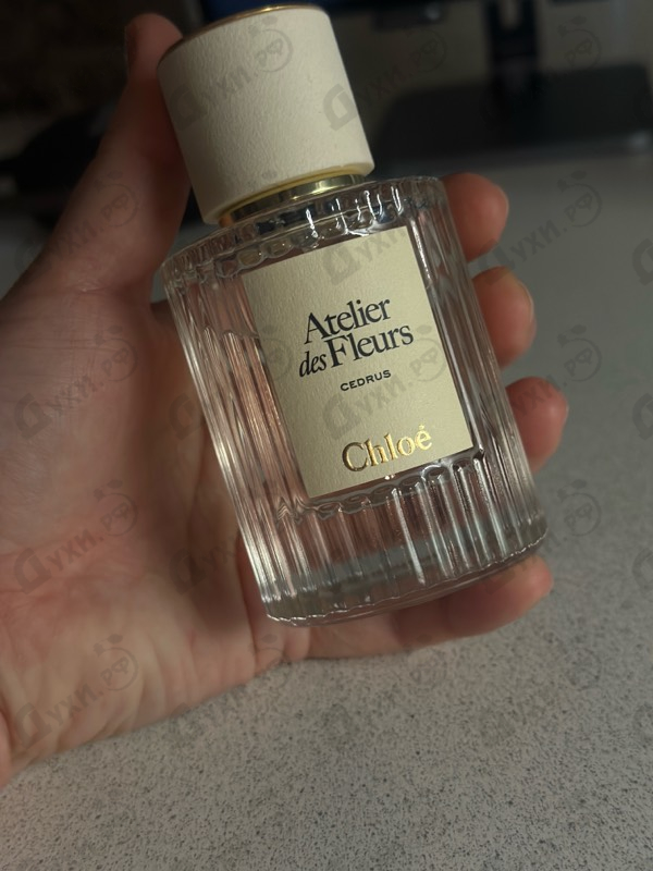 Купить Cedrus от Chloe