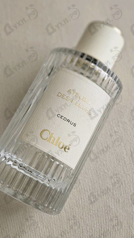 Купить Chloe Cedrus