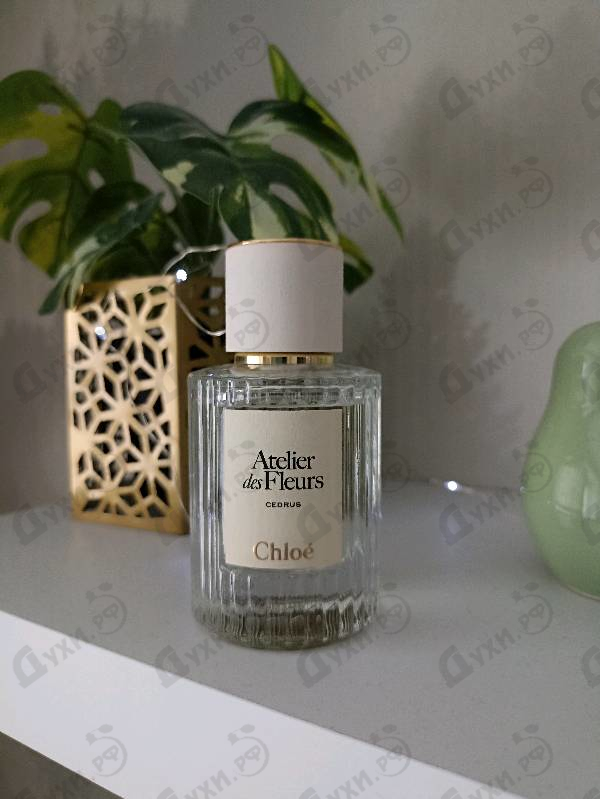 Отзывы Chloe Cedrus