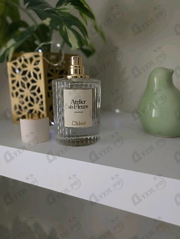 Купить Cedrus от Chloe