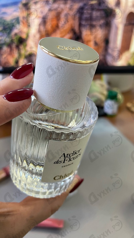 Отзывы Chloe Cedrus