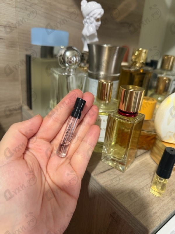 Купить Cedrus от Chloe