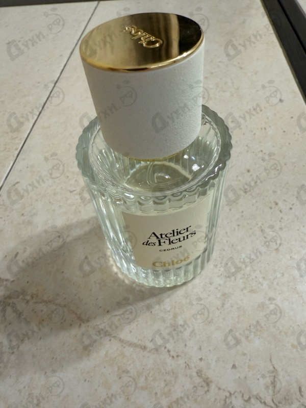 Купить Chloe Cedrus