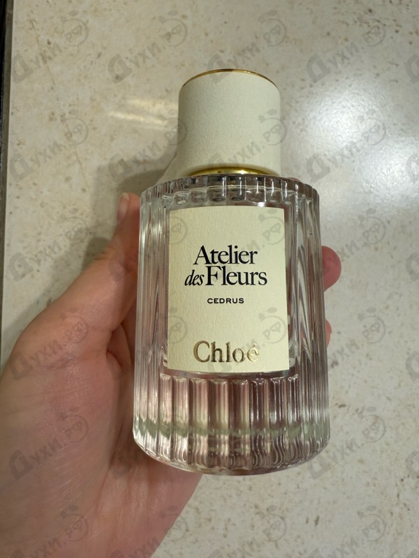 Отзыв Chloe Cedrus