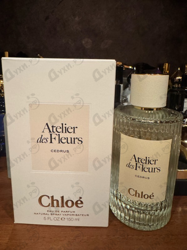 Купить Cedrus от Chloe