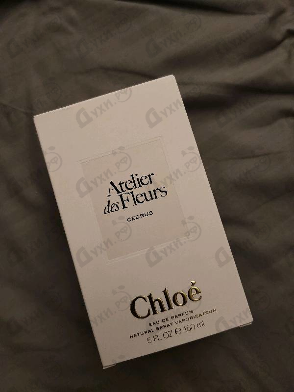 Отзыв Chloe Cedrus