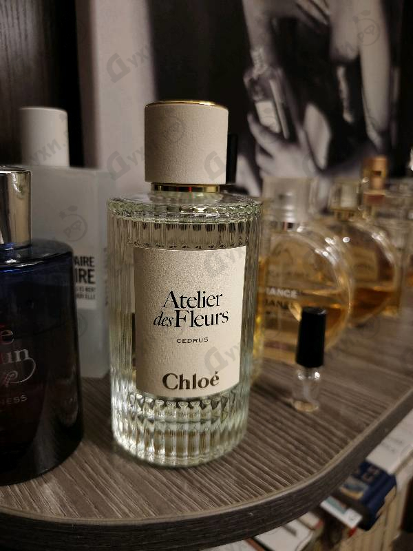 Отзыв Chloe Cedrus
