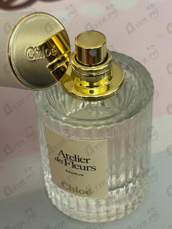 Купить Chloe Cedrus