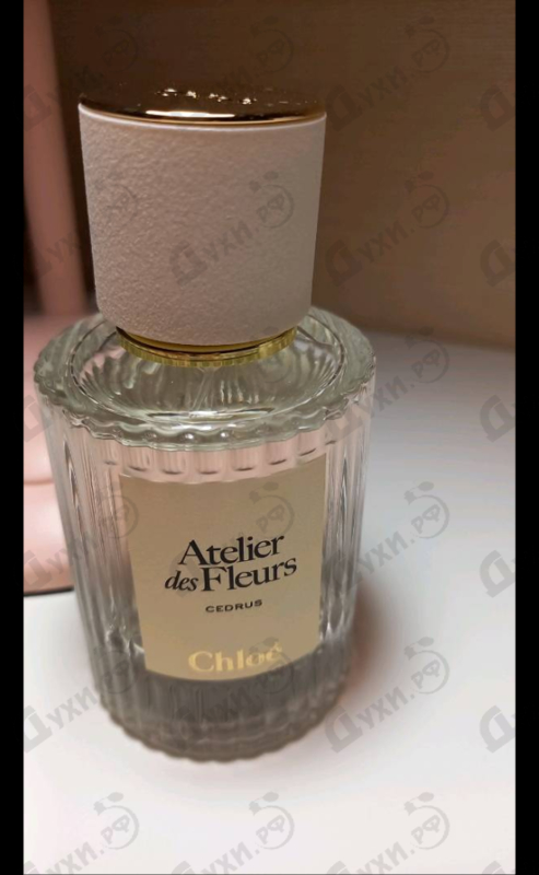 Отзывы Chloe Cedrus