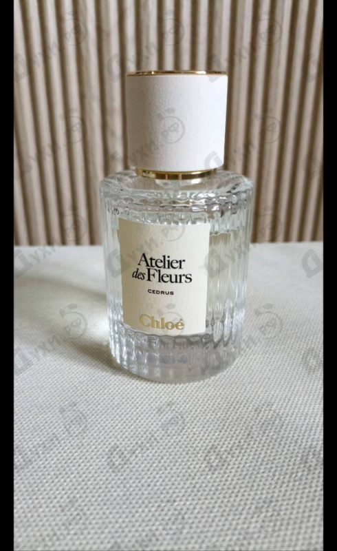 Отзывы Chloe Cedrus