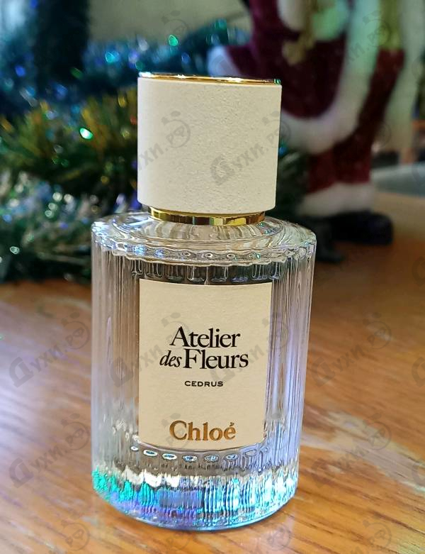 Купить Cedrus от Chloe