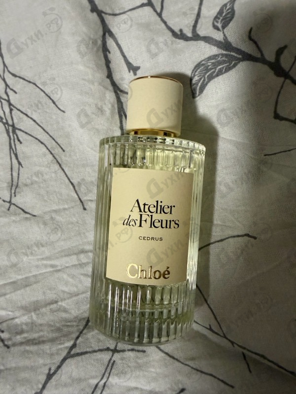 Купить Cedrus от Chloe