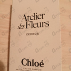 Отзыв Chloe Cedrus