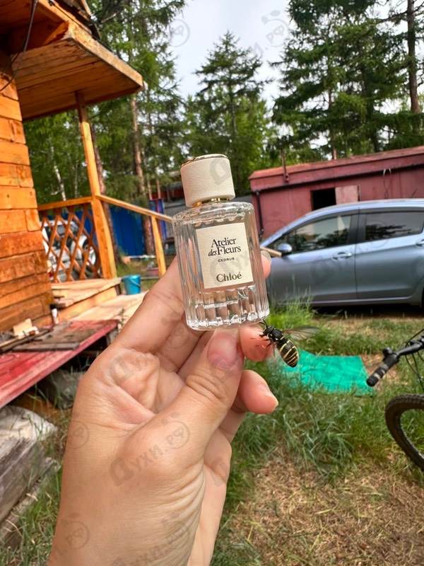 Духи Cedrus от Chloe