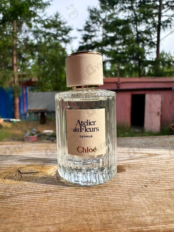 Отзывы Chloe Cedrus