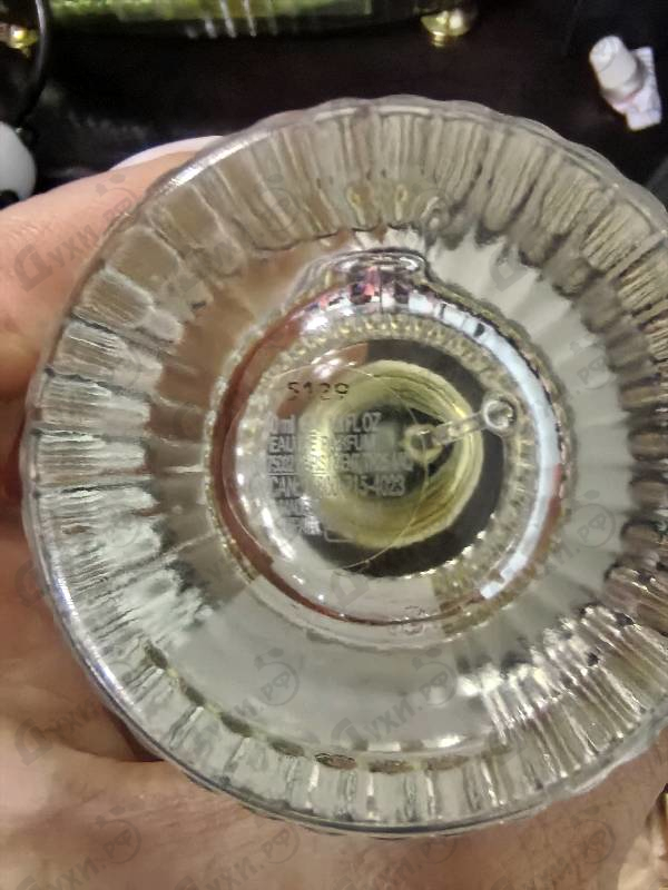 Отзывы Chloe Cedrus