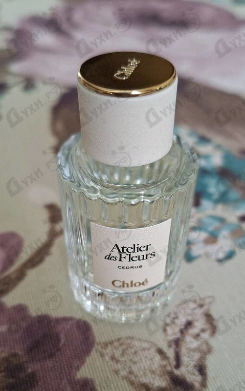Купить Cedrus от Chloe