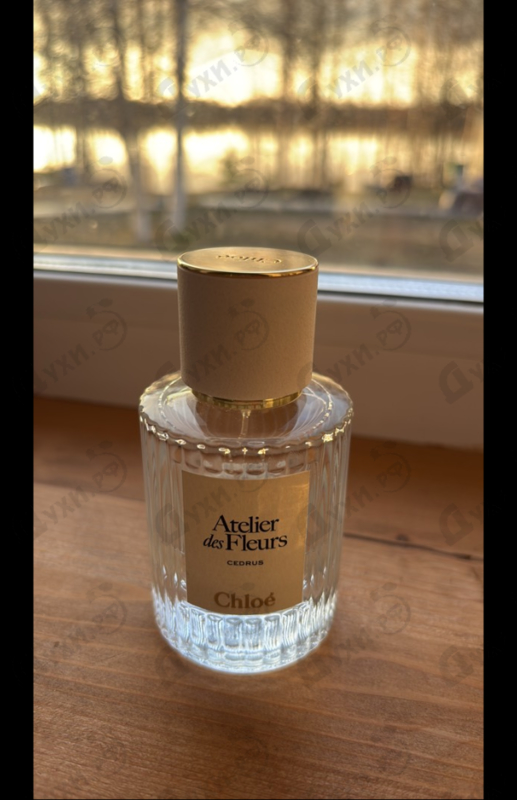Купить Cedrus от Chloe