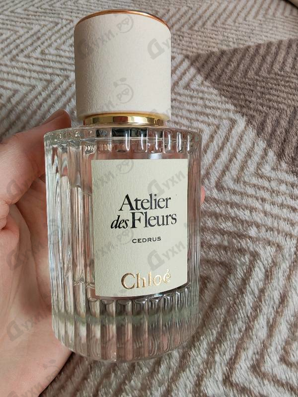 Купить Cedrus от Chloe