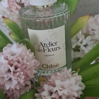 Отзыв Chloe Cedrus