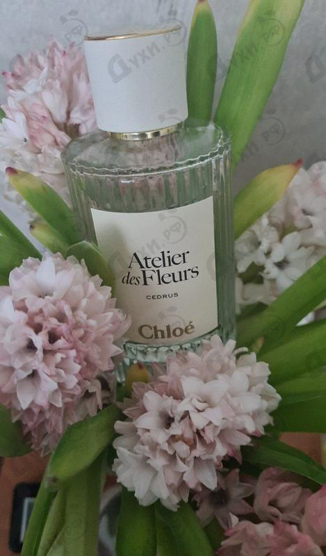 Парфюмерия Cedrus от Chloe