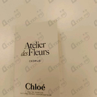 Отзывы Chloe Cedrus
