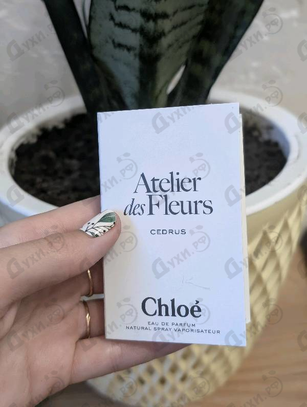 Парфюмерия Chloe Cedrus
