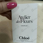 Отзывы Chloe Cedrus