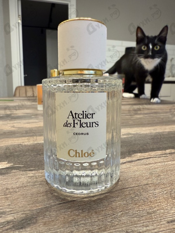 Купить Cedrus от Chloe