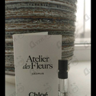 Отзыв Chloe Cedrus