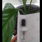 Отзывы Chloe Cedrus