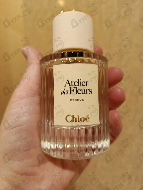 Отзывы Chloe Cedrus