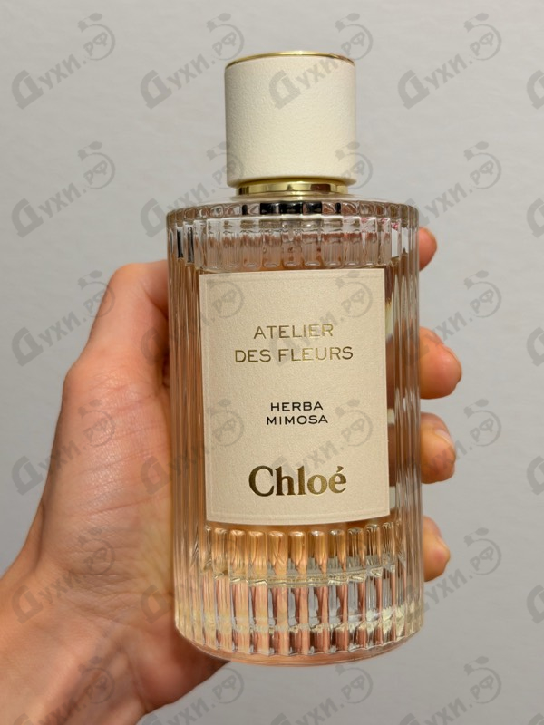 Отзыв Chloe Herba Mimosa